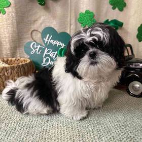 Shih Tzu