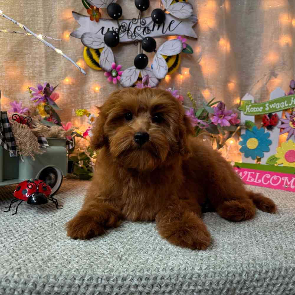 carousel pet images