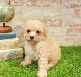Poodle