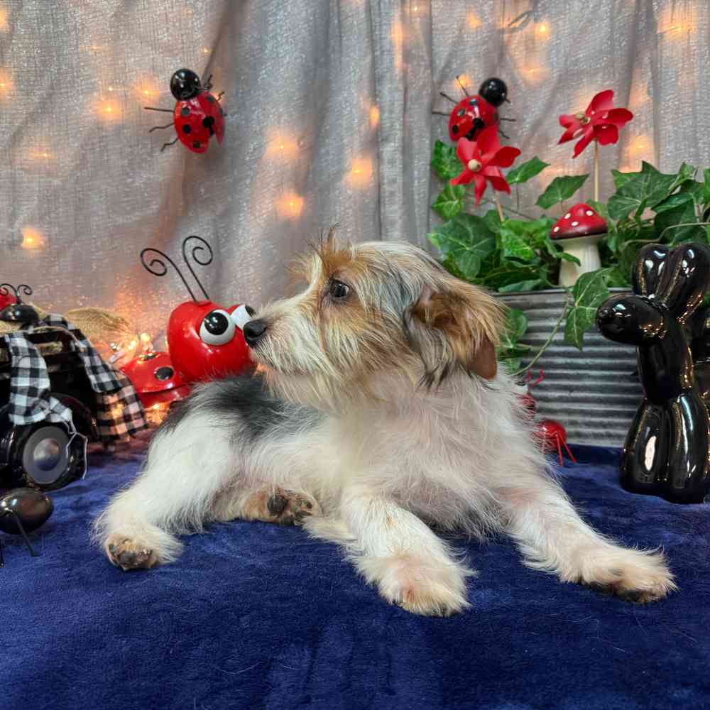 carousel pet images