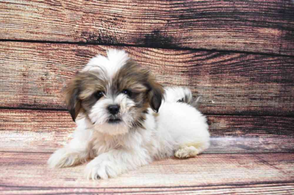 carousel pet images