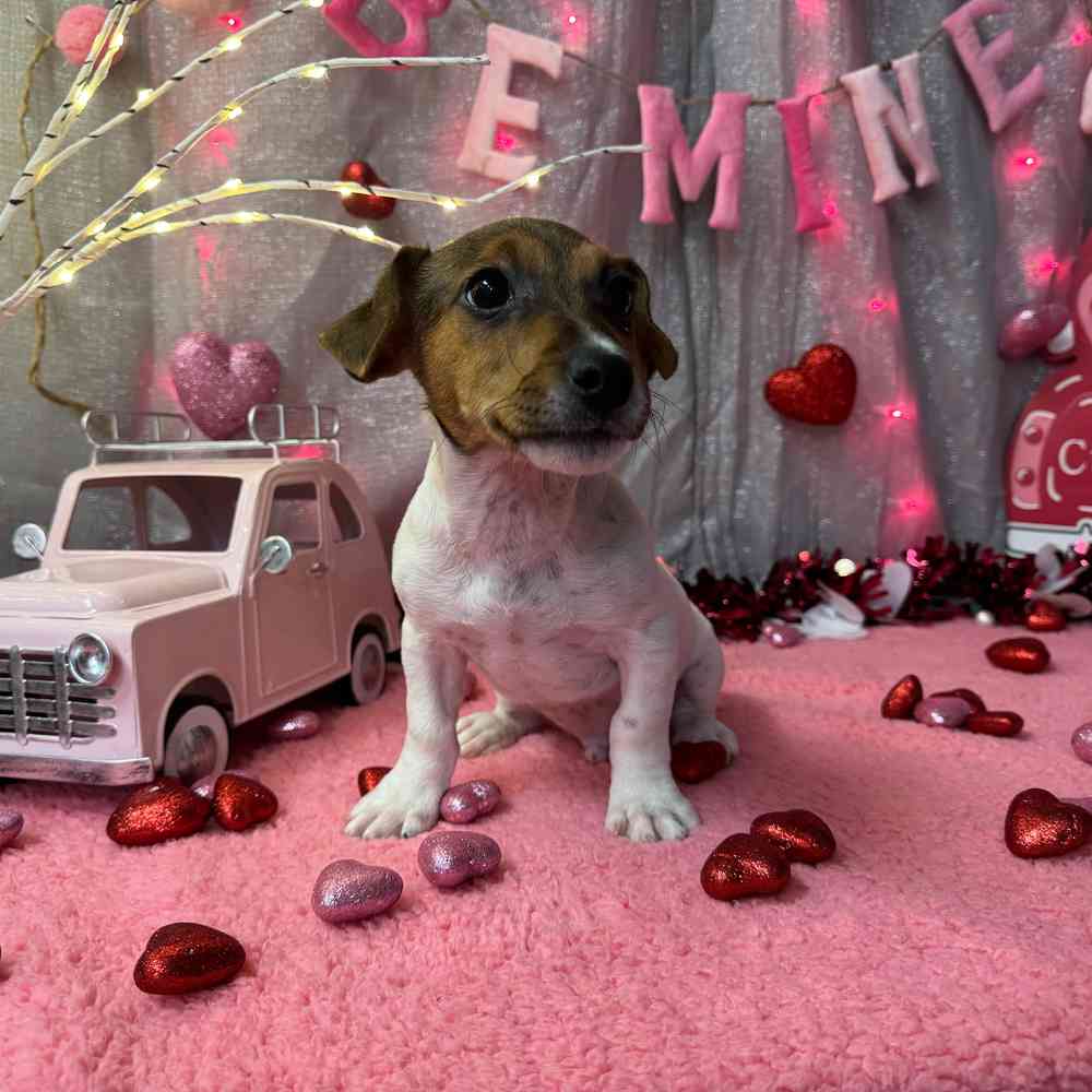 carousel pet images