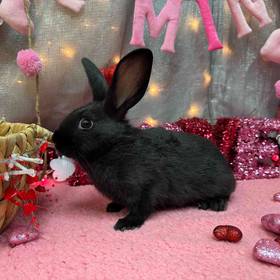Mini Rex Mix