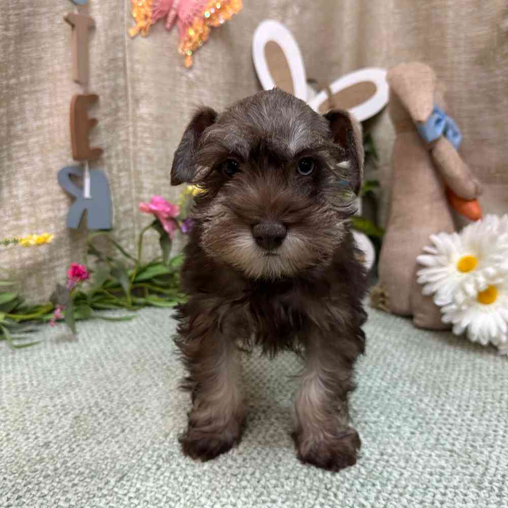 carousel pet images