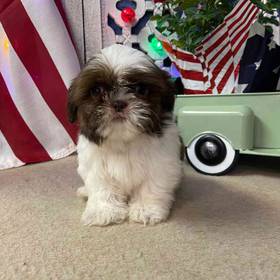 Shih Tzu