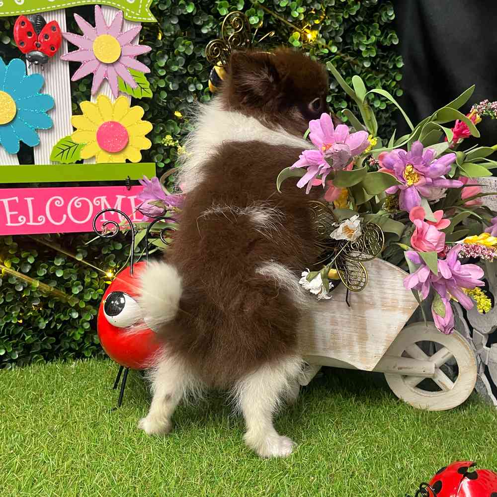 carousel pet images