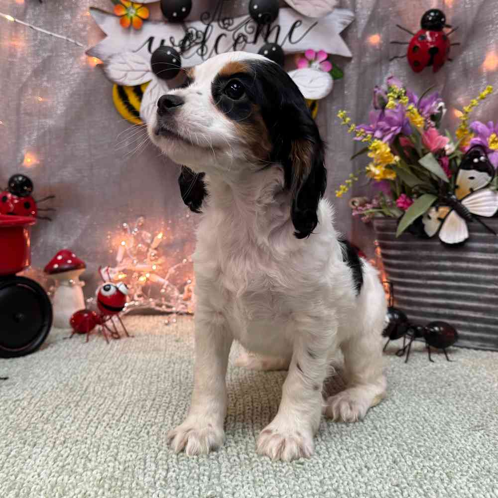 carousel pet images