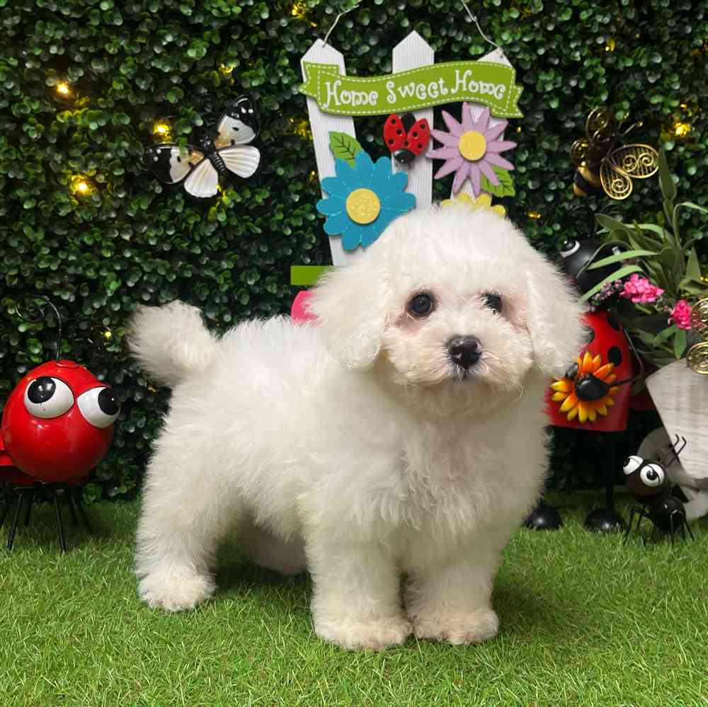 carousel pet images