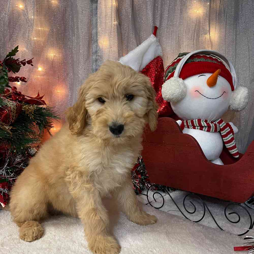 carousel pet images