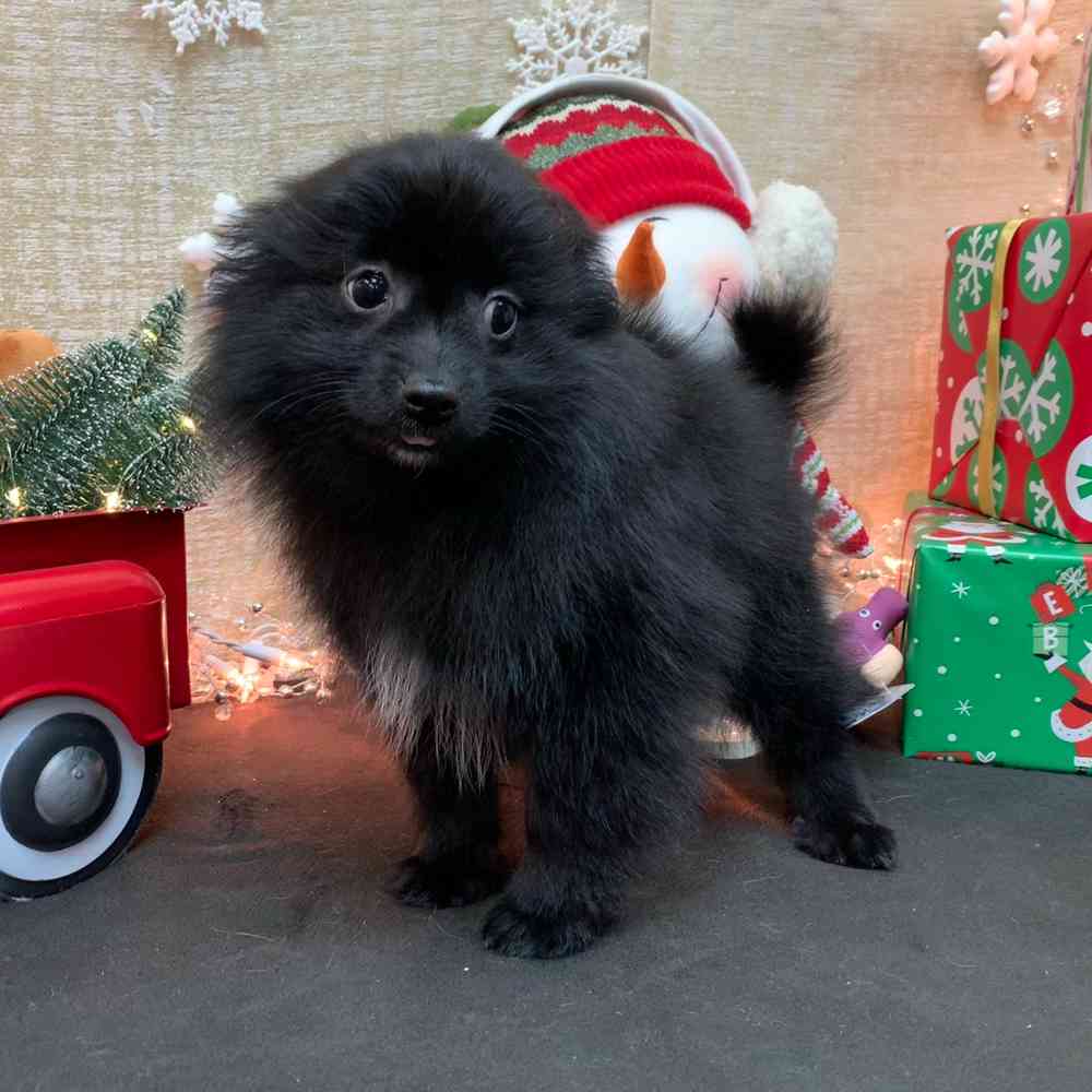 carousel pet images