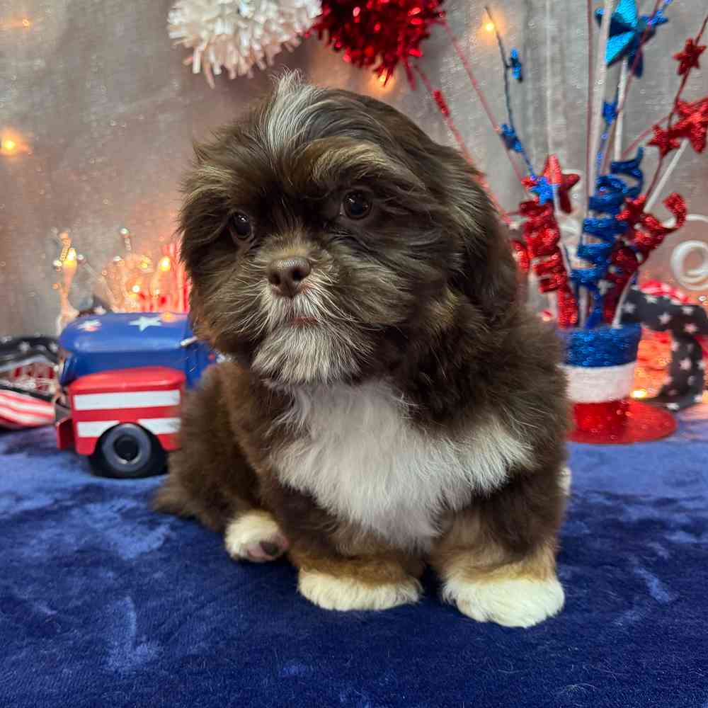 carousel pet images