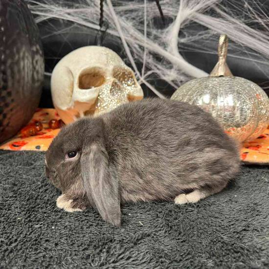 Holland Lop