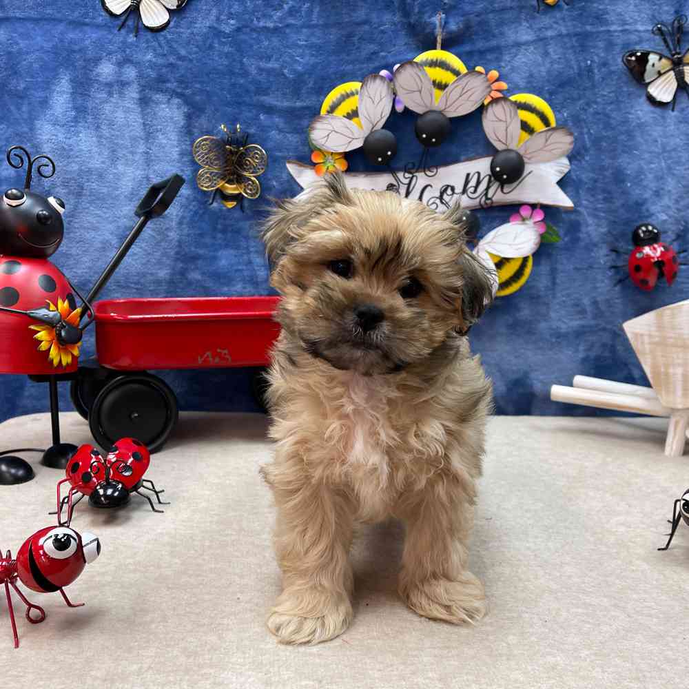carousel pet images