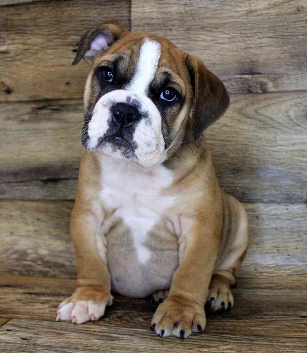 carousel pet images