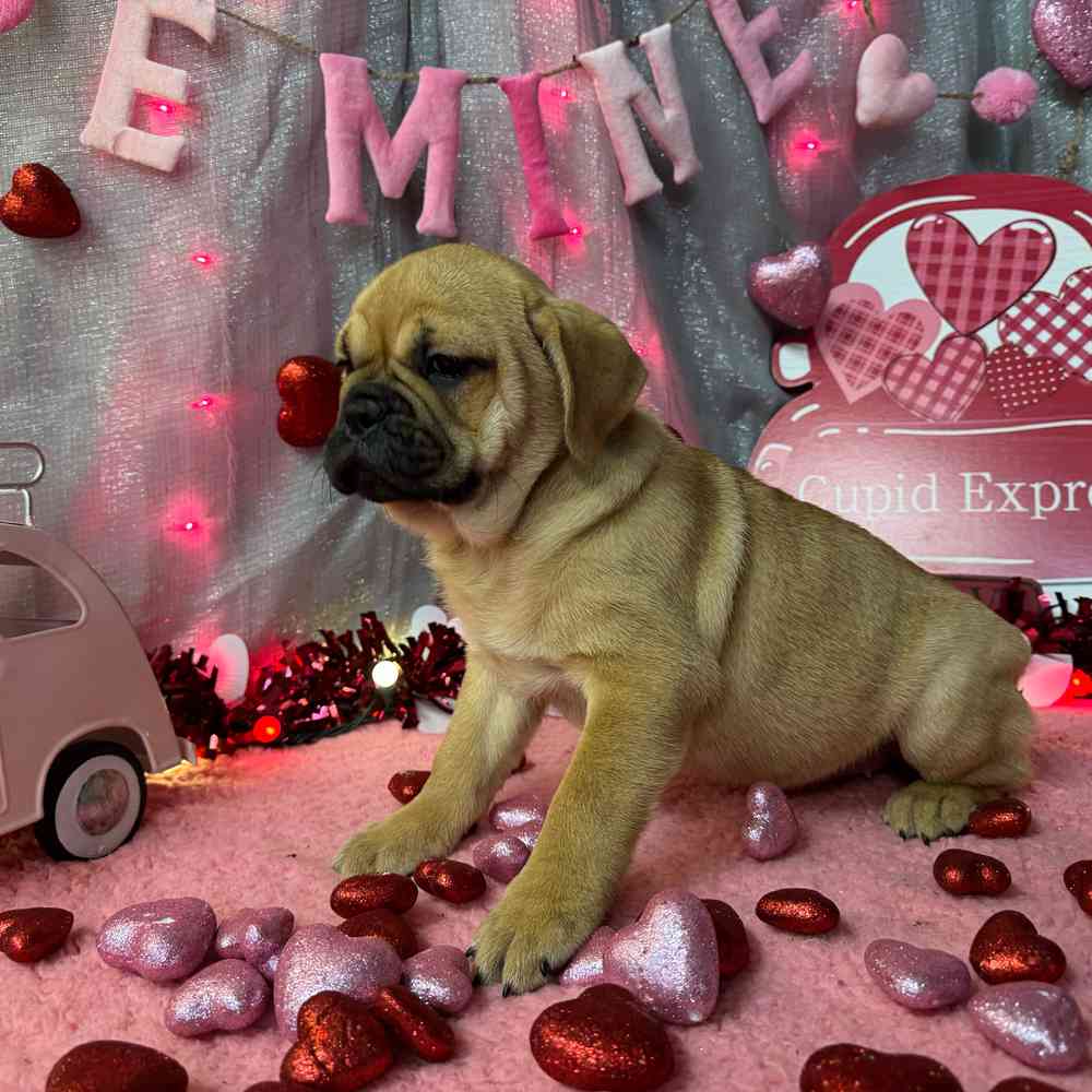 carousel pet images
