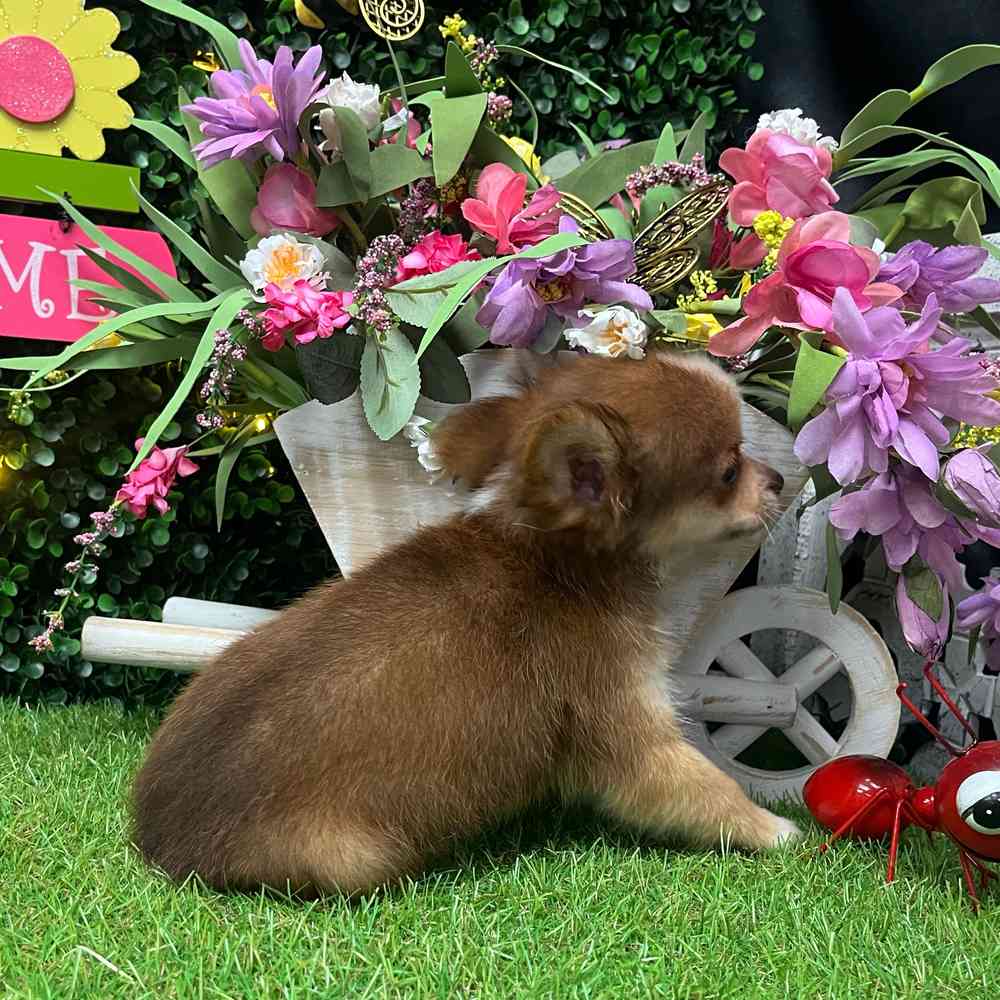 carousel pet images
