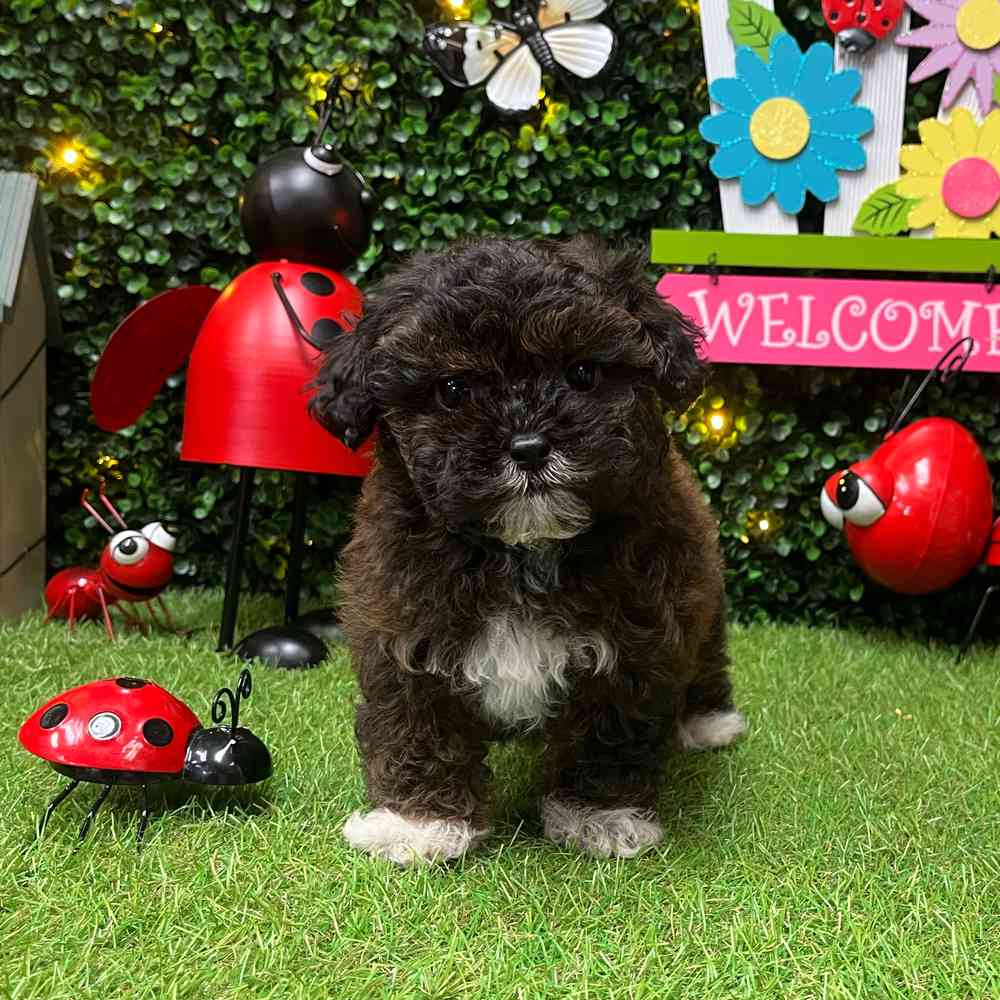 carousel pet images