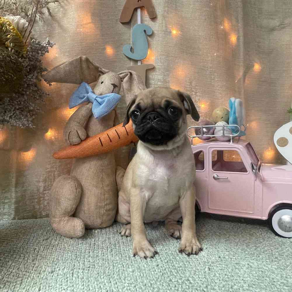 carousel pet images