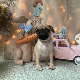Pug