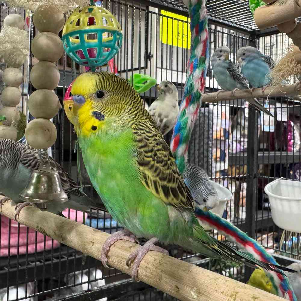 carousel pet images