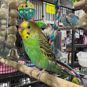 Parakeet