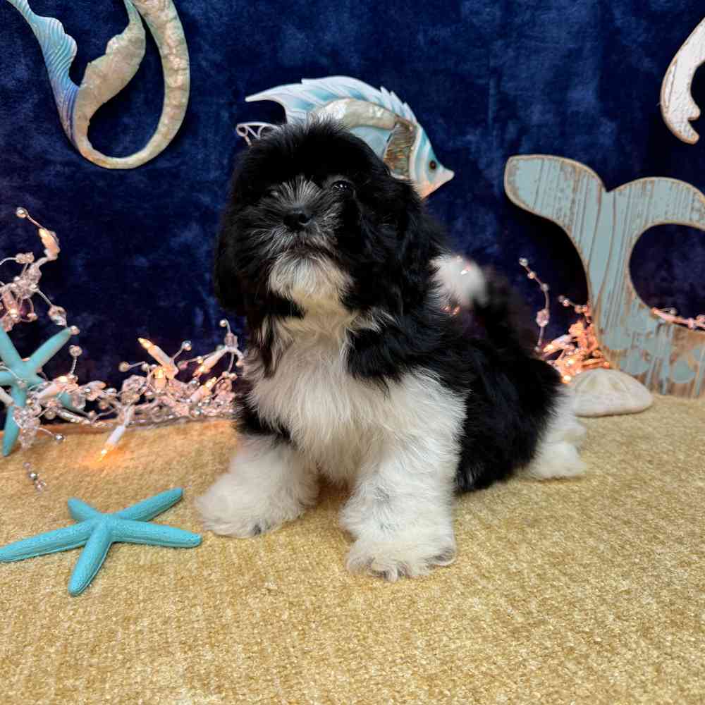 carousel pet images