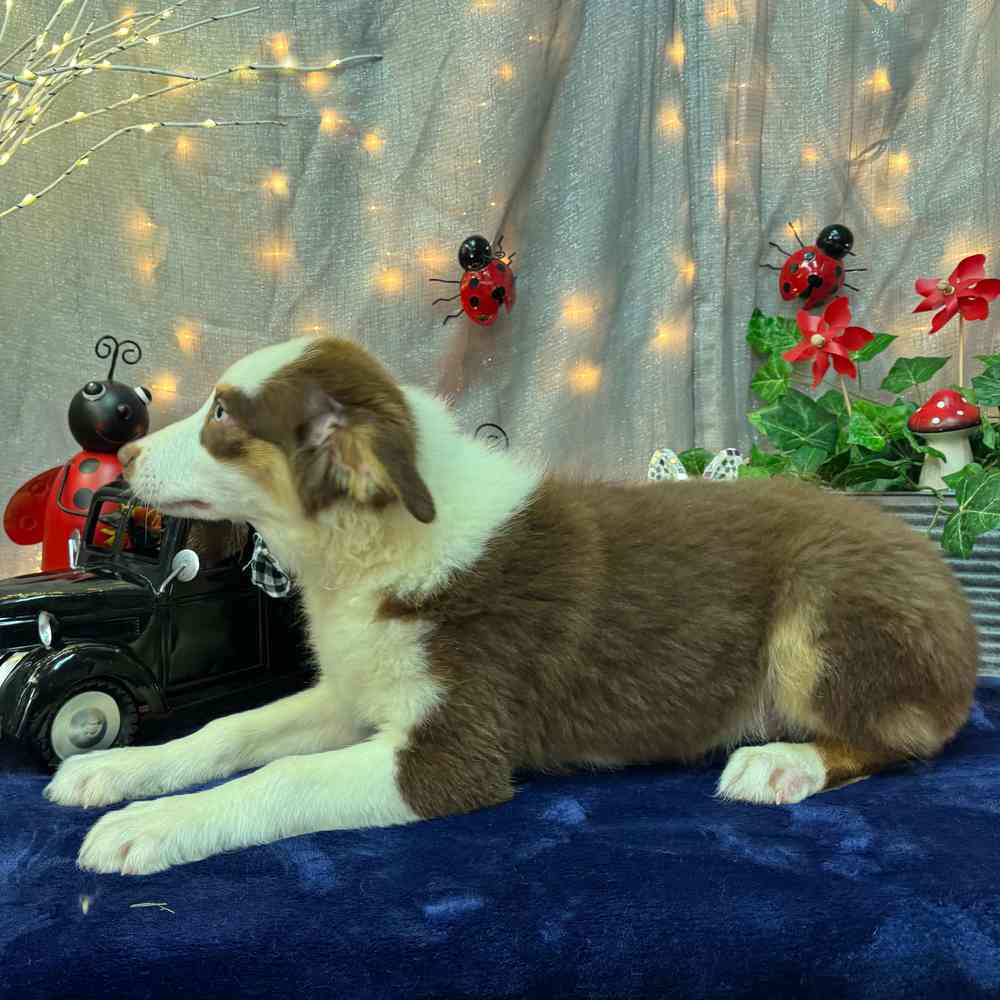 carousel pet images
