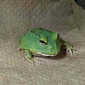 Samurai Pacman Frog