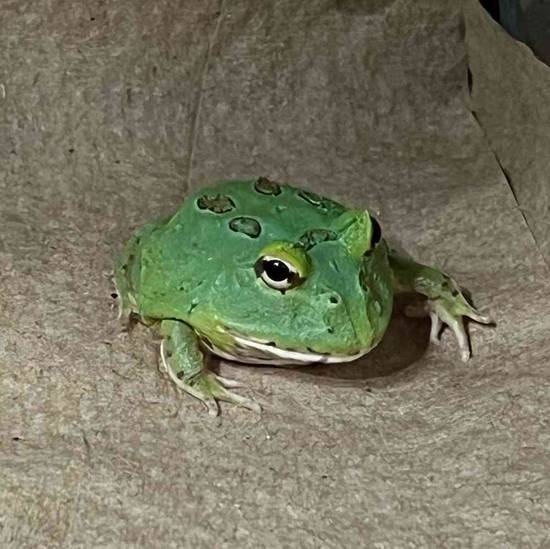 Samurai Pacman Frog
