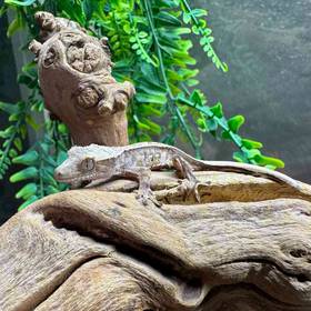 Crested Gecko