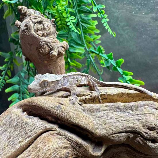 Crested Gecko