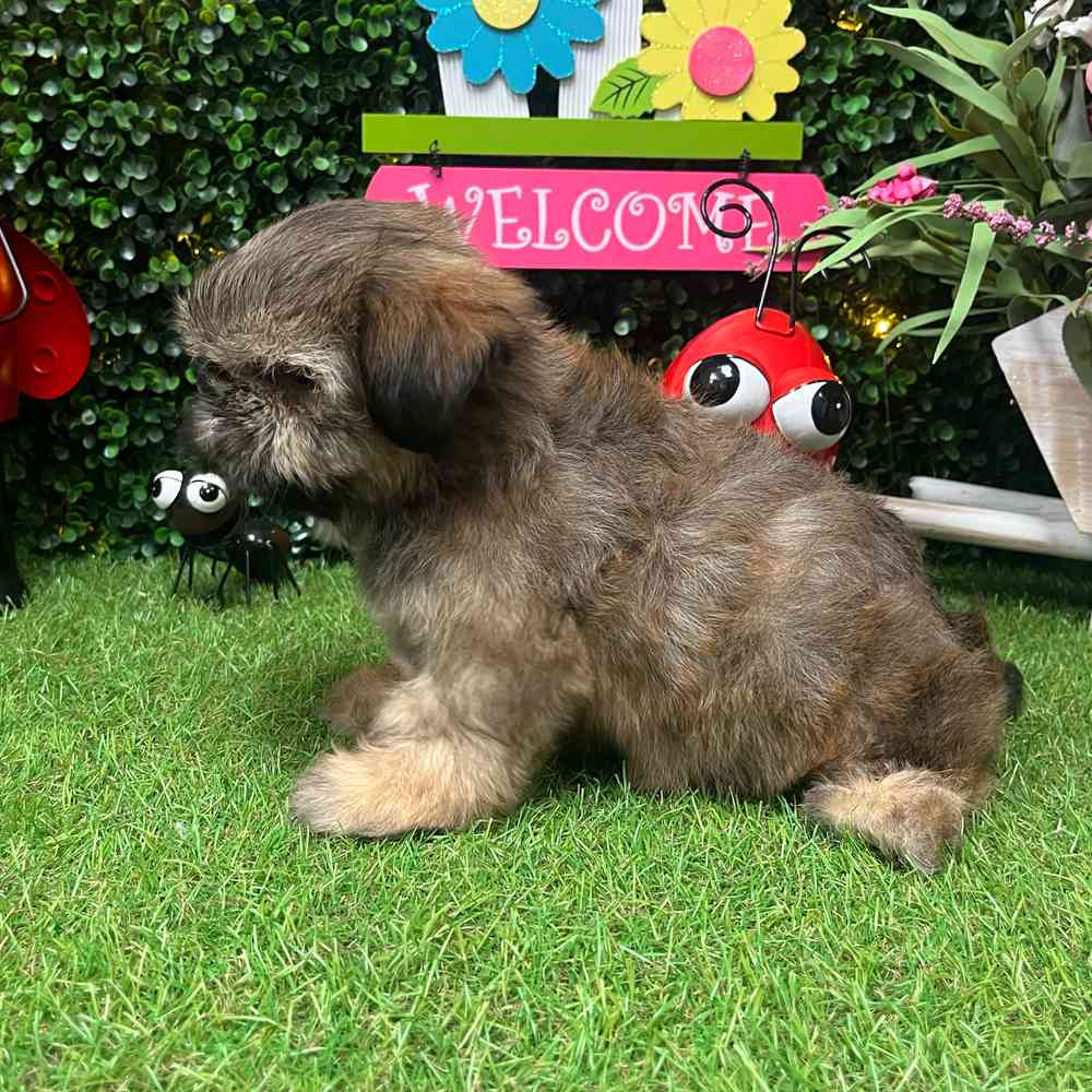 carousel pet images