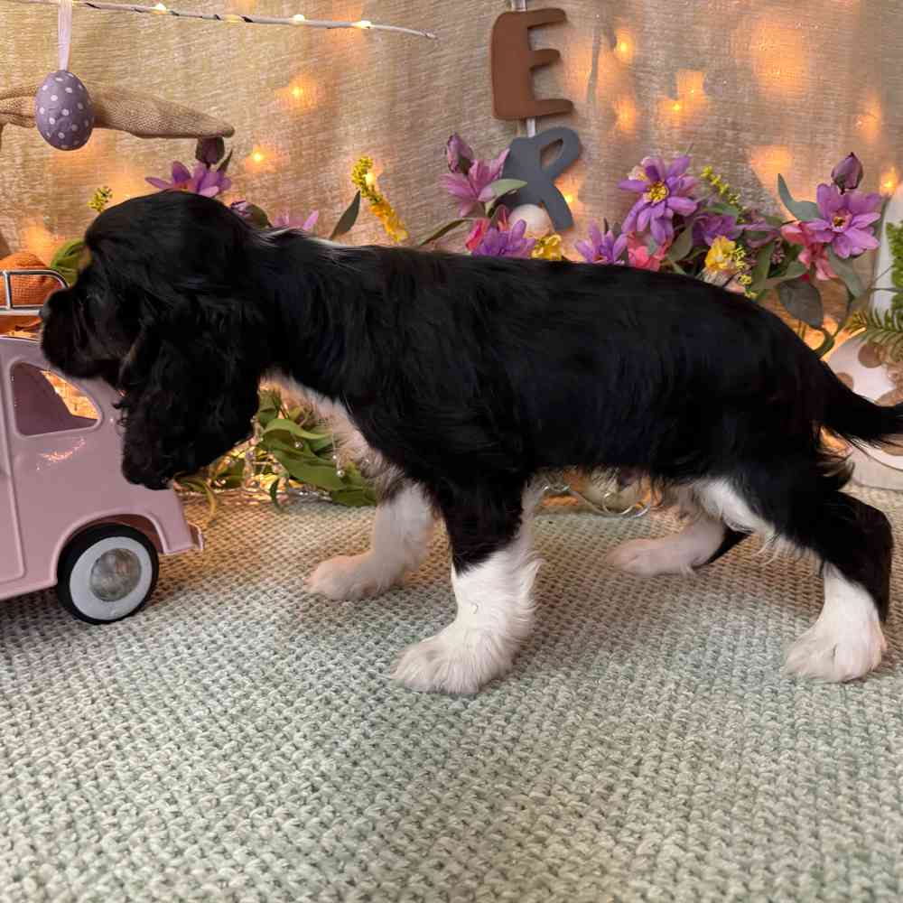 carousel pet images
