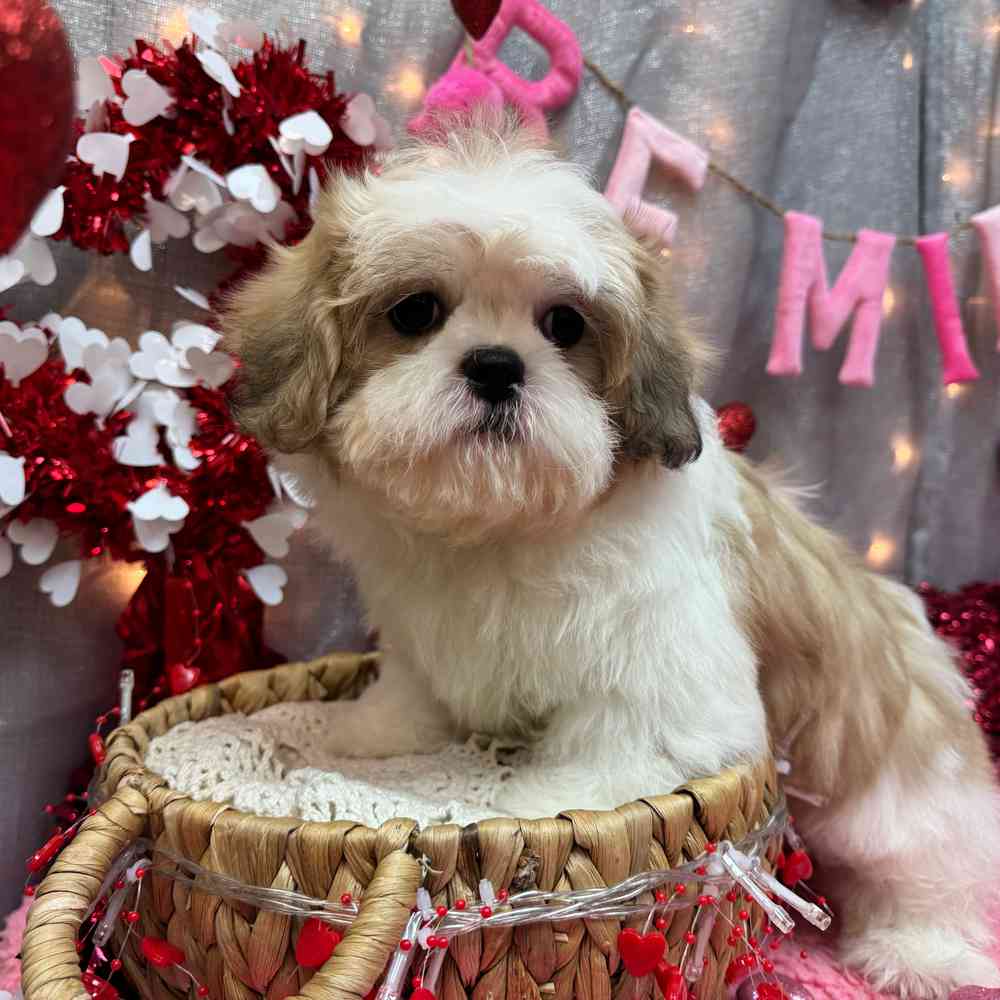 carousel pet images