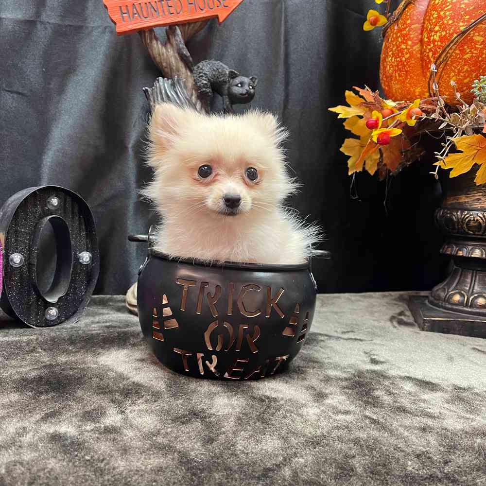 carousel pet images