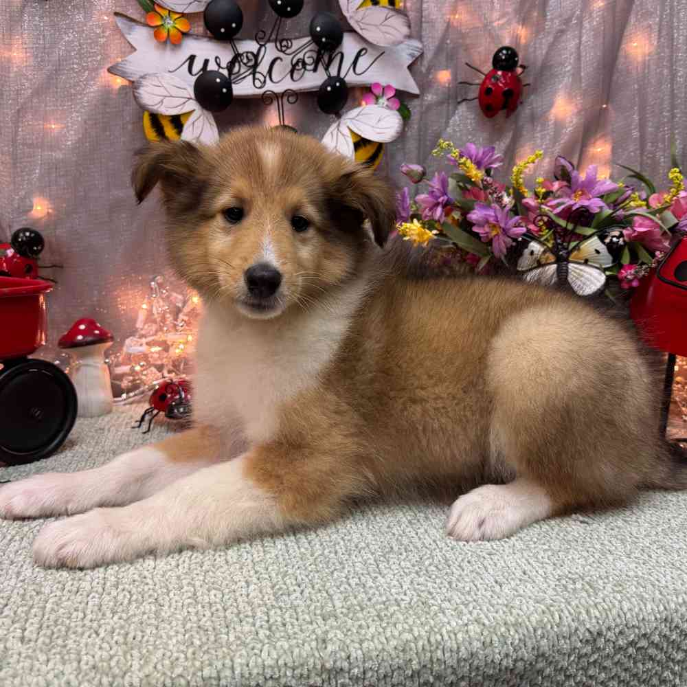 Image of a pet breed in the gallery