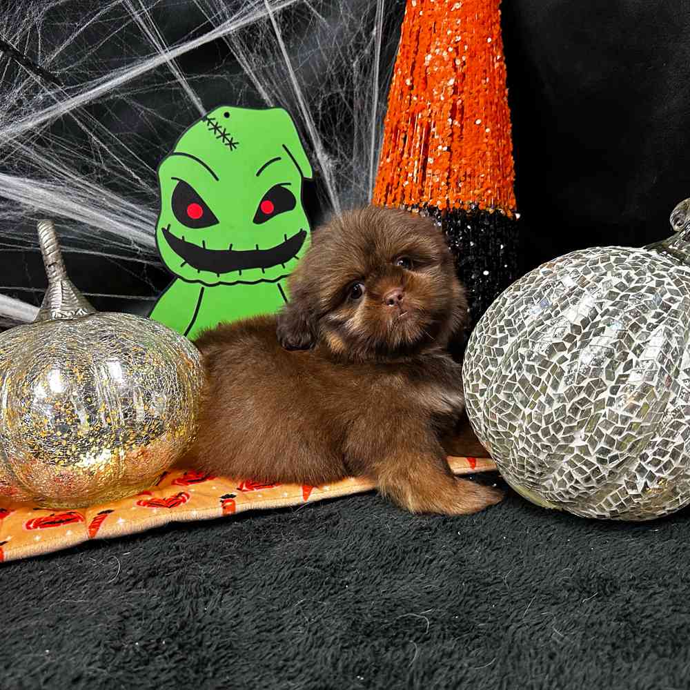 carousel pet images