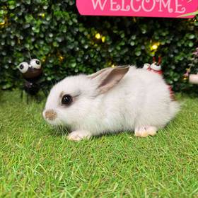 Mini Rex Mix