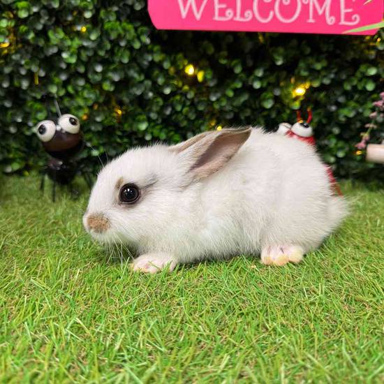 Mini Rex Mix