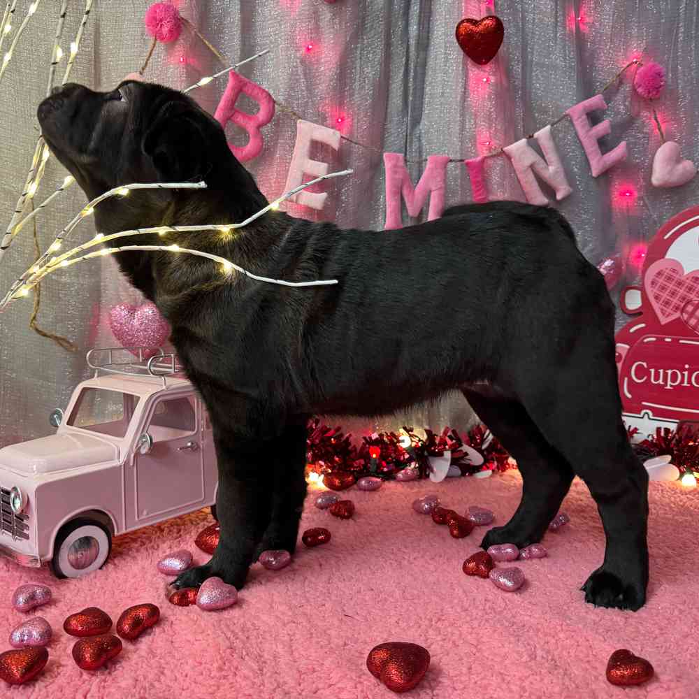 carousel pet images