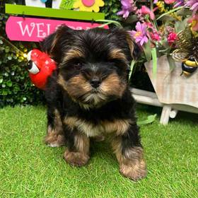 Yorkshire Terrier