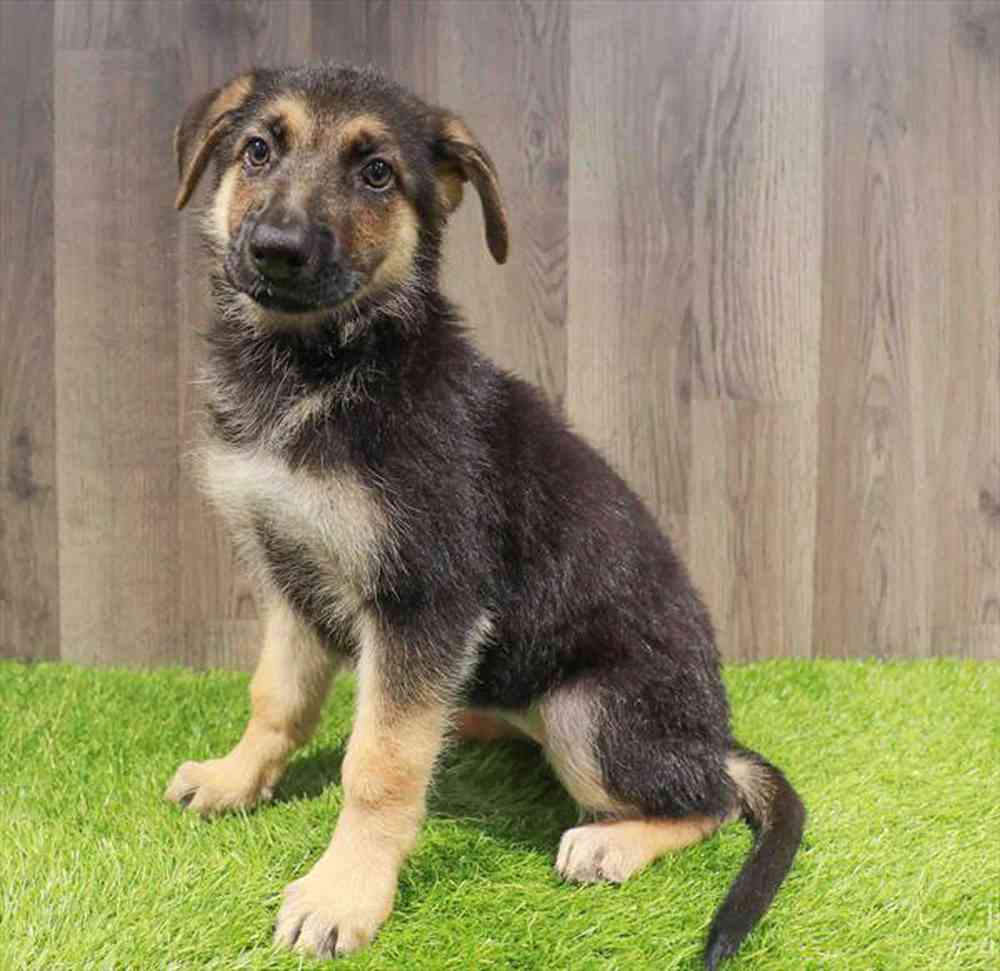 Image of a pet breed in the gallery