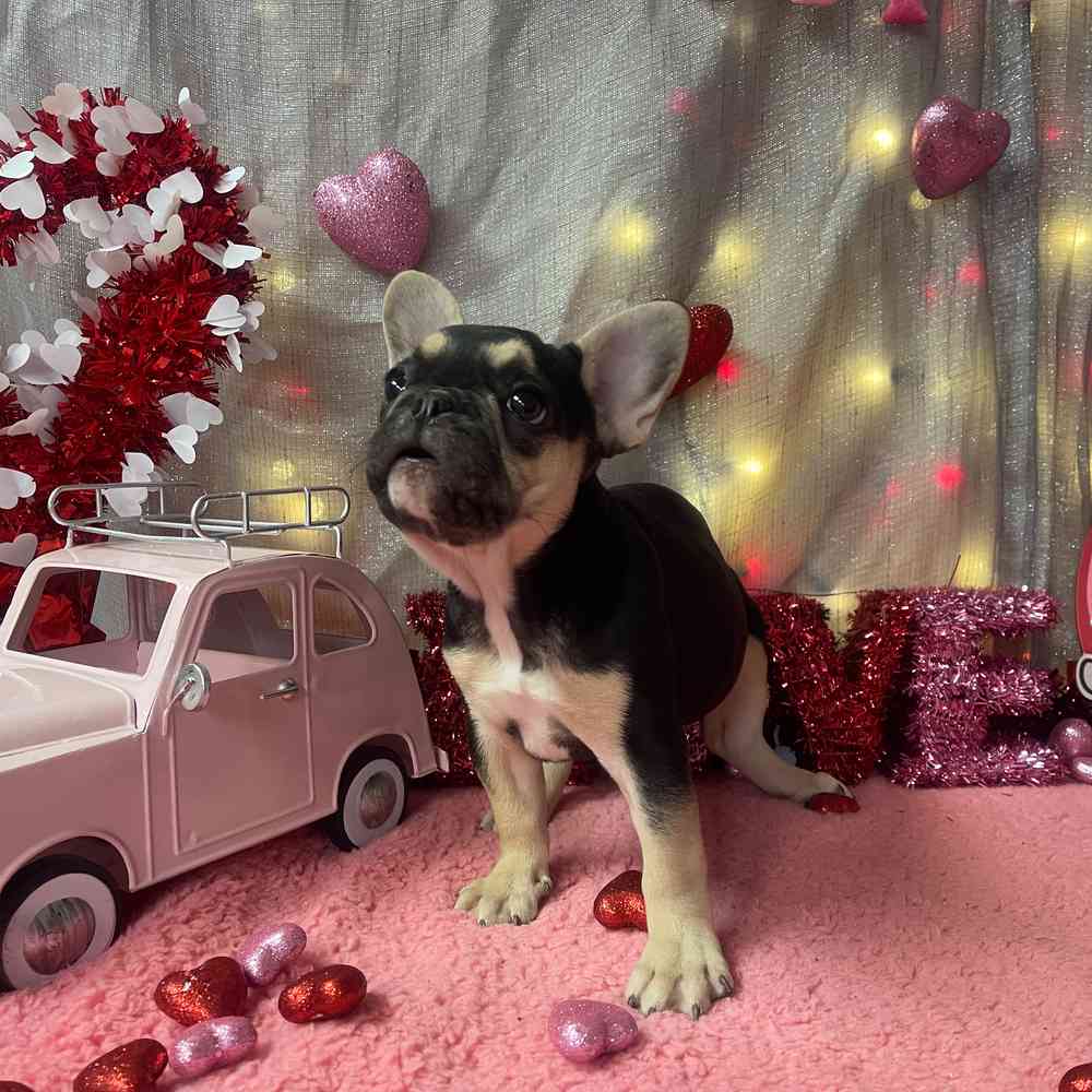 carousel pet images