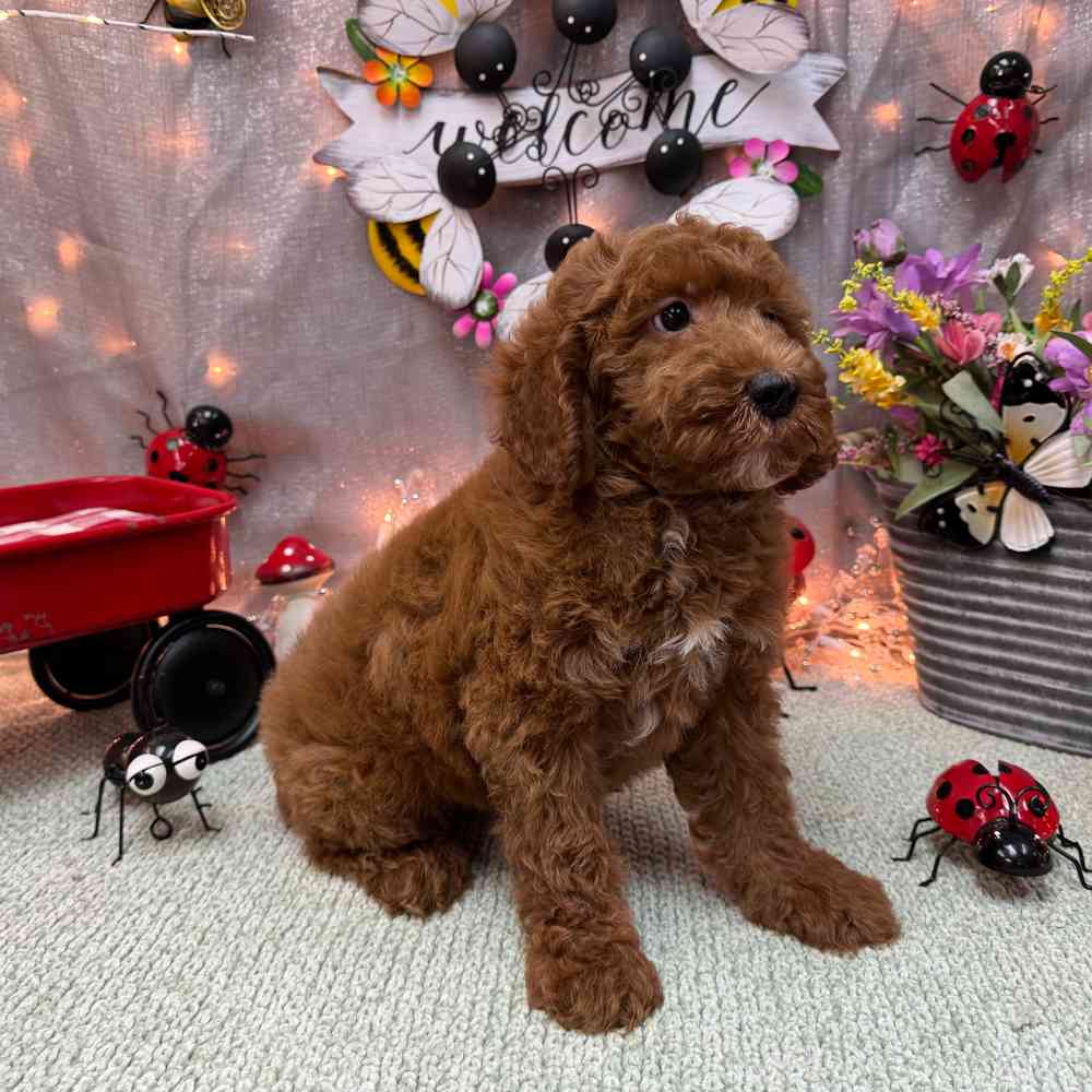 carousel pet images