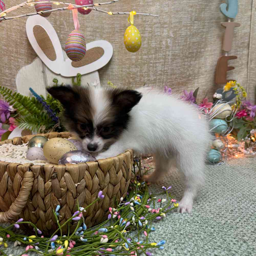 carousel pet images