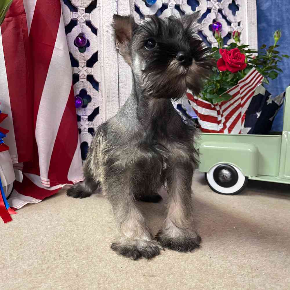 carousel pet images