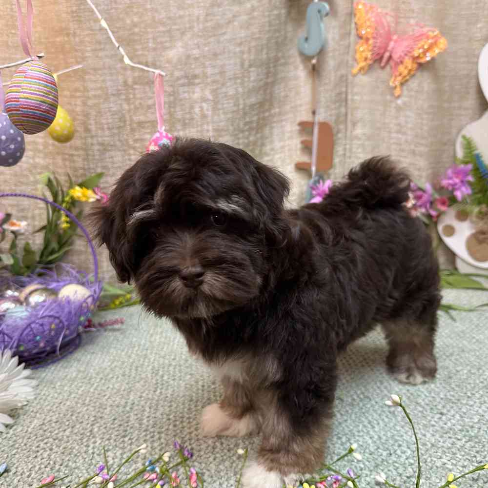 carousel pet images