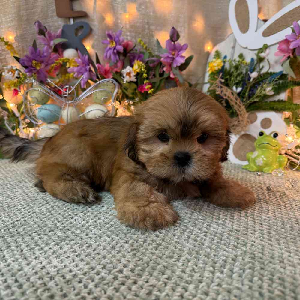 carousel pet images