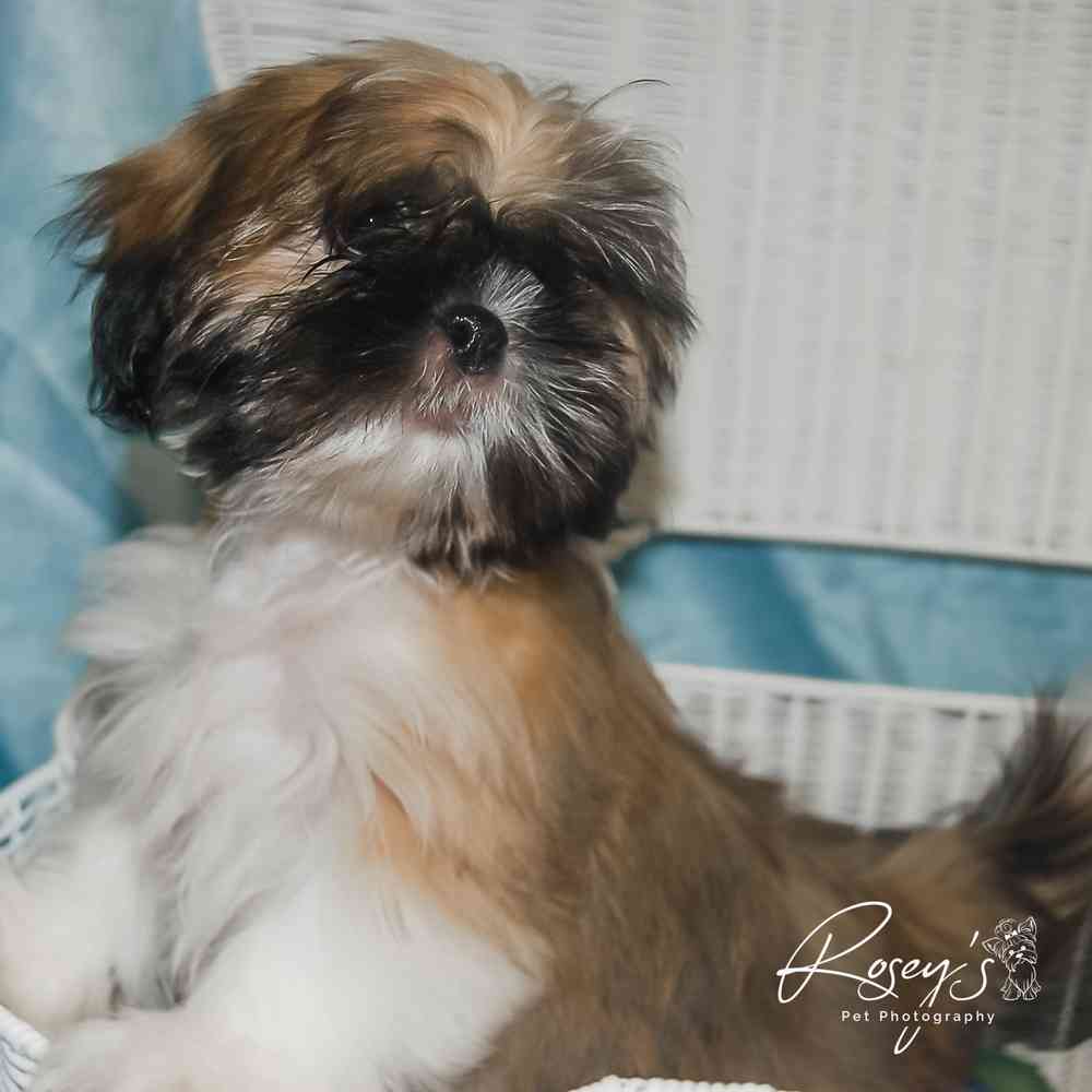 carousel pet images