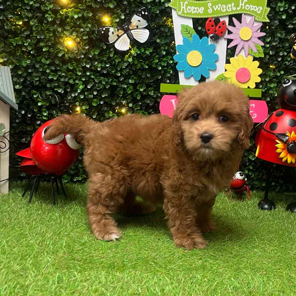 Image of a pet breed in the gallery